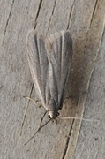 Ash-coloured Sober (Acompsia cinerella)