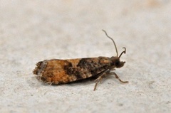 Spruce Bud Moth (Zeiraphera ratzeburgiana)