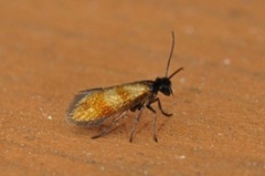 Black-headed Gold (Micropterix mansuetella)