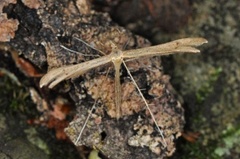 Brown Plume (Stenoptilia pterodactyla)