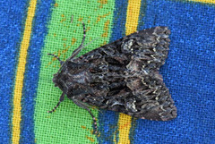 Dark Brocade (Mniotype adusta)