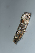Dark Aspen Bell (Epinotia maculana)