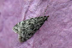 Ground-moss Grey (Eudonia truncicolella)
