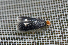 Hypericum Pygmy (Ectoedemia septembrella)