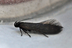 Unmarked Neb (Eulamprotes unicolorella)