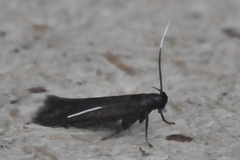 Common Plain Neb (Monochroa tenebrella)