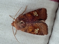 Ear Moth (Amphipoea oculea)
