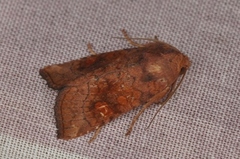 Crinan Ear (Amphipoea crinanensis)