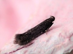 Black Neb (Monochroa lutulentella)
