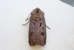 Heart and Dart (Agrotis exclamationis)