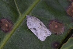 Grey Birch Button (Acleris logiana)