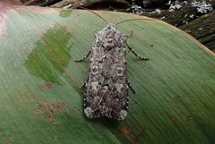 Portland Moth (Actebia praecox)
