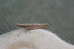 White-shouldered Sober (Sophronia semicostella)