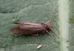 Drab Clothes Moth (Haplotinea insectella)