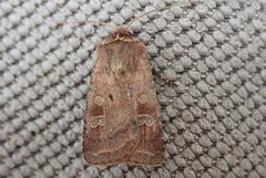 Small Square-spot (Diarsia rubi)