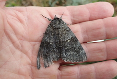 Clifden Nonpareil (Catocala fraxini)