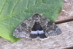 Clifden Nonpareil (Catocala fraxini)