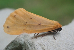 Panterspinner (Setina irrorella)