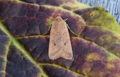 Yellow-line Quaker (Agrochola macilenta)