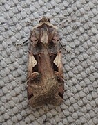 Setaceous Hebrew Character (Xestia c-nigrum)