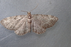 Sloe Pug (Pasiphila chloerata)