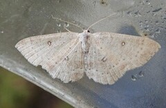 Birch Mocha (Cyclophora albipunctata)