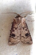 Heart and Club (Agrotis clavis)