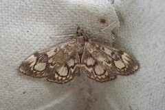 Elder Pearl (Anania coronata)