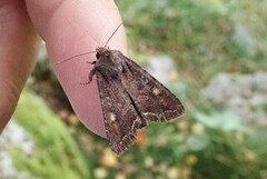 Hagelundfly (Lacanobia oleracea)