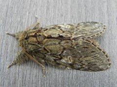Great Prominent (Peridea anceps)