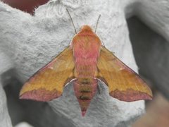 Small Elephant Hawk-moth (Deilephila porcellus)