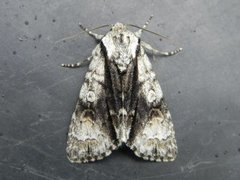 Alder Moth (Acronicta alni)