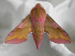 Small Elephant Hawk-moth (Deilephila porcellus)