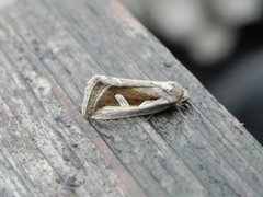 Silver Hook (Deltote uncula)