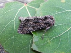 Nattfly (Noctuidae)