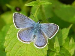 Glansvinger (Lycaenidae)