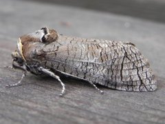 Goat Moth (Cossus cossus)