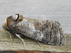 Goat Moth (Cossus cossus)