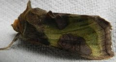 Tutts Burnished Brass (Diachrysia stenochrysis)