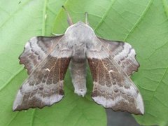 Poplar Hawk-moth (Laothoe populi)