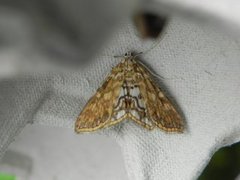 Brown China-mark (Elophila nymphaeata)