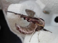 Eyed Hawk-moth (Smerinthus ocellata)