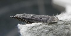 Bee Moth (Aphomia sociella)