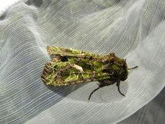 Orache Moth (Trachea atriplicis)