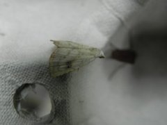 Straw Dot (Rivula sericealis)