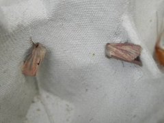 Small Wainscot (Denticucullus pygmina)