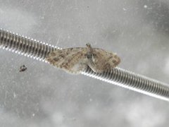 Dvergmålere (Eupithecia)