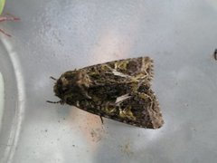 Orache Moth (Trachea atriplicis)
