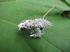Leopard Moth (Zeuzera pyrina)