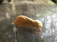 Ghost Moth (Hepialus humuli)